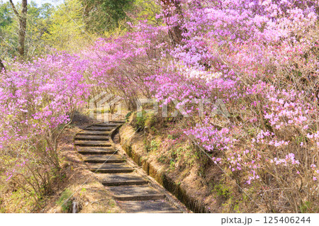 三つ葉ツツジ満開の南木曽天白公園 125406244