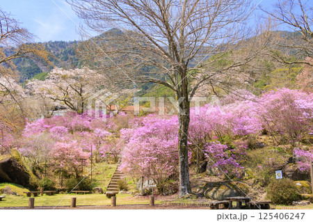 三つ葉ツツジ満開の南木曽天白公園 三つ葉ツツジ満開の南木曽天白公園 125406247