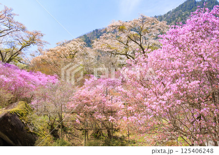 三つ葉ツツジ満開の南木曽天白公園 三つ葉ツツジ満開の南木曽天白公園 125406248