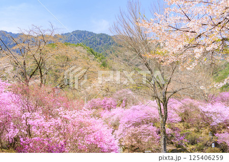 三つ葉ツツジ満開の南木曽天白公園 三つ葉ツツジ満開の南木曽天白公園 125406259