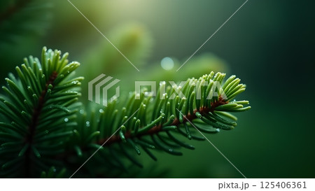 Evergreen Sprig with Dew Drops Close Up View 125406361