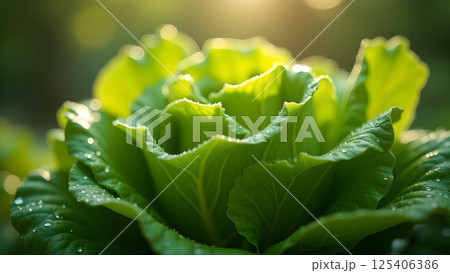 Vibrant Lettuce Head in Morning Dew and Sunlight 125406386