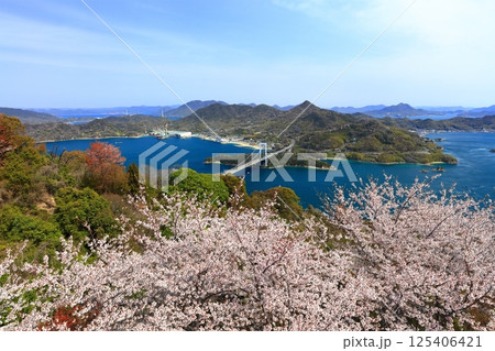 【愛媛県】桜咲く春のカレイ山展望公園から眺めた 伯方大島大橋（しまなみ海道） 125406421