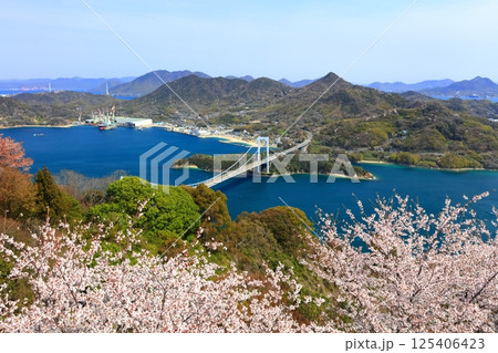 【愛媛県】桜咲く春のカレイ山展望公園から眺めた 伯方大島大橋（しまなみ海道） 125406423