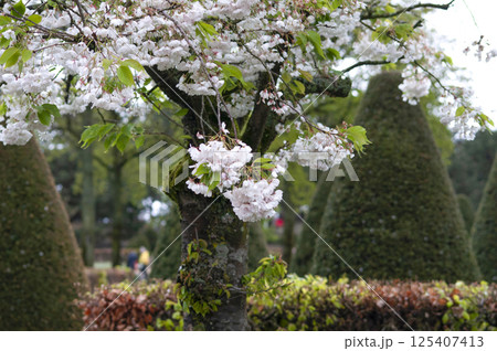 Beautiful dark white blooms foliage of a Japanese flowering cherry or Japanese cherry blossom -Prunus serrulata Kanzan 125407413
