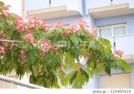 Silk tree Ombrella flower - Latin name - Albizia julibrissin Ombrella 125407419