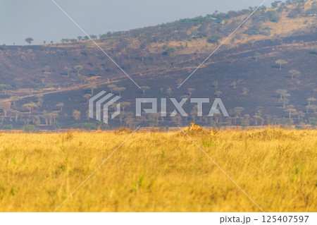 ride of lions in the Serengeti ride of lions in the Serengeti 125407597