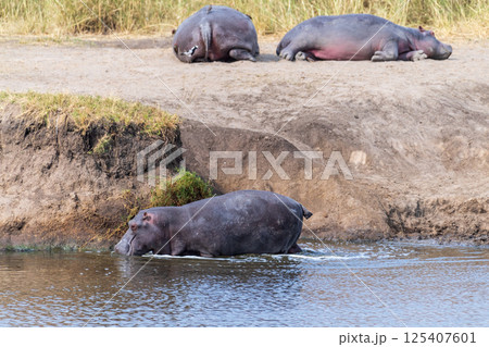 Hippos entering the water 125407601