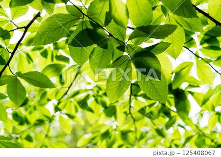 Close-up of vibrant green leaves lit by sunlight in a forest setting, showcasing the natural beauty and tranquility of plant life, natural background Close-up of vibrant green leaves lit by sunlight in a forest setting, showcasing the natural beauty and tranquility of plant life, natural background 125408067