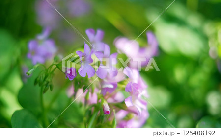 花 フラワー お花 125408192