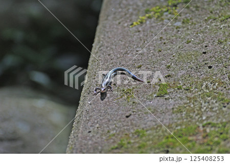 伊豆急行線　稲梓－河津　ニホントカゲ 125408253