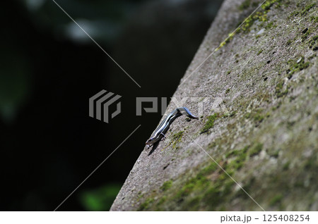 伊豆急行線 稲梓-河津 ニホントカゲ 伊豆急行線 稲梓-河津 ニホントカゲ 125408254