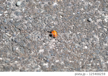 伊豆急行線 稲梓-河津 ハラグロオオテントウ 伊豆急行線 稲梓-河津 ハラグロオオテントウ 125408259