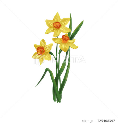 hand drawn spring flowers: yellow daffodil digital 125408397