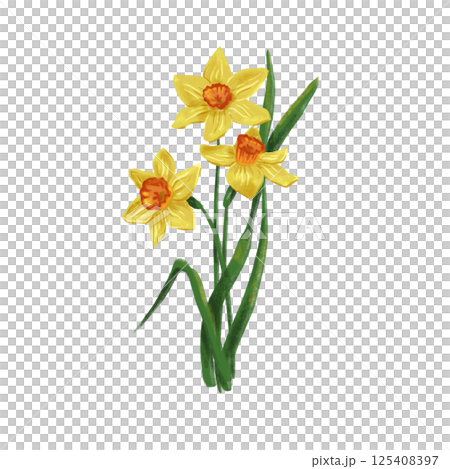 hand drawn spring flowers: yellow daffodil digital 125408397