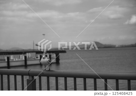 [なぎさ公園]可愛らしいカモメ 125408425