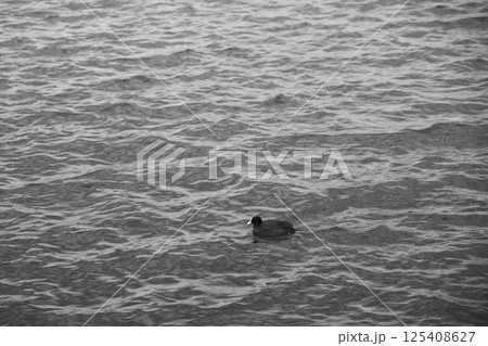 [なぎさ公園]美しい鳥 125408627
