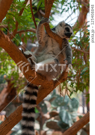 Ring-tailed lemur lounging on a tree branch, resting with its long striped tail hanging Ring-tailed lemur lounging on a tree branch, resting with its long striped tail hanging 125408848