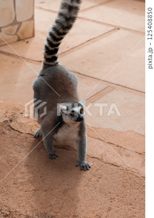 Ring-tailed lemur in a crouched stance on a tiled surface with its tail raised high 125408850