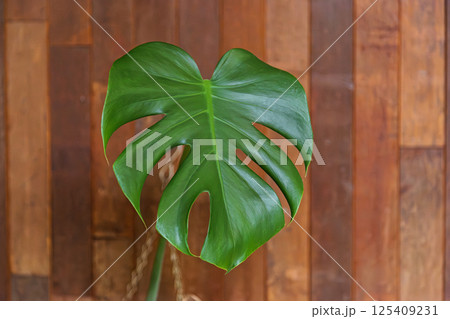 植物 工場 プランツ 125409231