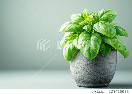 Basil plant with lush green leaves on a blurred background. Herb bush in gray pot Basil plant with lush green leaves on a blurred background. Herb bush in gray pot 125410058