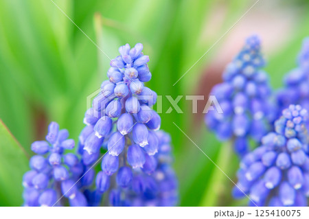 Armenian Viper Bow. Armenian mouse hyacinth. Muscari is Armenian. Muscari armeniacum. Bright blue flowers in early spring 125410075