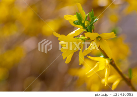 Blooming forsythia on a rainy spring day. Yellow Bells Forsythia, Forsythia intermedia Lynwood Gold. Closeup of yellow flower Blooming forsythia on a rainy spring day. Yellow Bells Forsythia, Forsythia intermedia Lynwood Gold. Closeup of yellow flower 125410082
