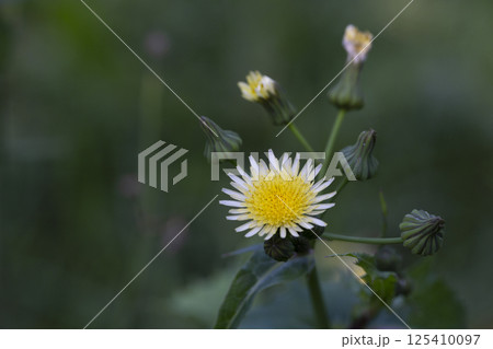 close up of Sonchus asper, also commonly known as the prickly sow-thistle, rough milk thistle, spiny sowthistle, sharp-fringed sow thistle 125410097