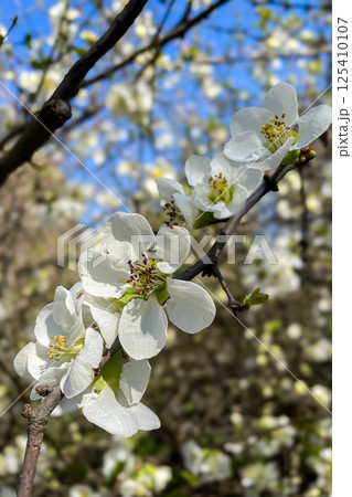 Close up White flowers of Japanese Quince. Floral spring background, selective focus Close up White flowers of Japanese Quince. Floral spring background, selective focus 125410107