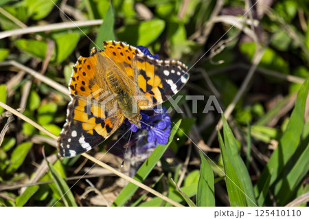 Dorsal view on a painted lady butterfly (Vanessa cardui). 125410110