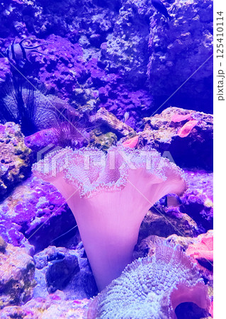 Sarcophyton , Mushroom coral ( Sarcophyton glaucum ) 125410114