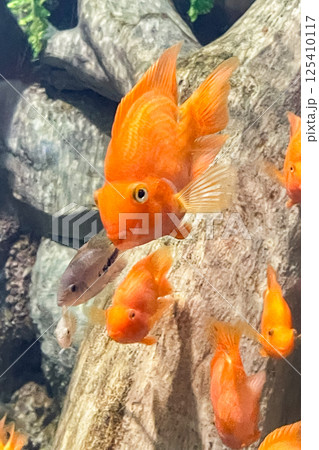 Red blood parrot cichlid are swimming in fish tank. it is a freshwater fish hybrid of the midas and the redhead cichlid. The Blood Parrot cichlid is a beautiful fish. Red blood parrot cichlid are swimming in fish tank. it is a freshwater fish hybrid of the midas and the redhead cichlid. The Blood Parrot cichlid is a beautiful fish. 125410117