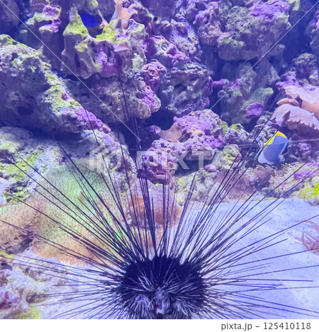 urchin, sea, sea urchin, animal, black, underwater, marine, black sea urchin, mediterranean sea, food, ocean, nature, isolated, life, wildlife, echinus, summer, echinodermata, seafood, water. 125410118