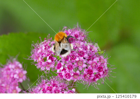 Blooming Spiraea japonica 'anthony waterer' in summer garden. Pink cluster flowers Blooming Spiraea japonica 'anthony waterer' in summer garden. Pink cluster flowers 125410179