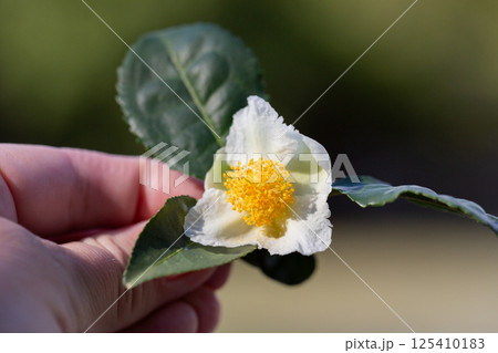 Tea leaf and white flower in tea plantation. Flower of tea on trunk. Beautiful and fresh white tea flower Tea leaf and white flower in tea plantation. Flower of tea on trunk. Beautiful and fresh white tea flower 125410183