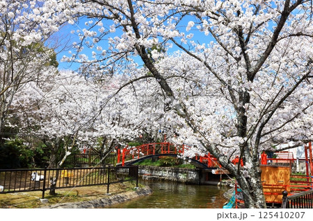 【香川県】桜咲く春の（朝日山森林公園） 125410207