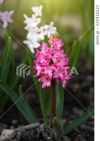 Bright spring flowers of pink purple and white hyacinths flowers grow in a flowerbed on a sunny spring day. Concept of gardening, floriculture, growing homemade flowers Bright spring flowers of pink purple and white hyacinths flowers grow in a flowerbed on a sunny spring day. Concept of gardening, floriculture, growing homemade flowers 125410222