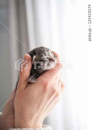 Cute newborn kitten with closed eyes in female hand 125410274