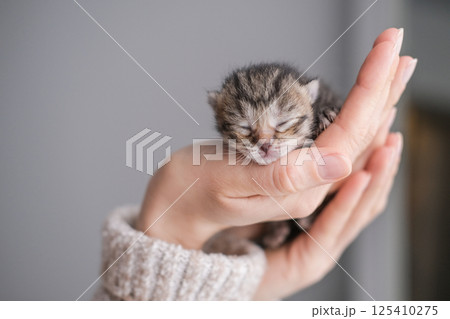 Cute newborn kitten in female hand Cute newborn kitten in female hand 125410275