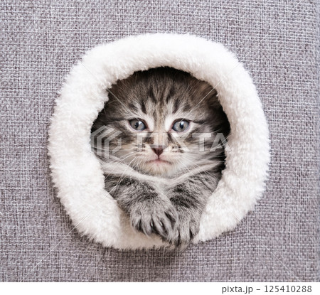 Funny tabby kitten with blue eyes is nestled in a round, soft white opening on a textured gray surface, paws visible. Concept: pet, comfort, cozy Funny tabby kitten with blue eyes is nestled in a round, soft white opening on a textured gray surface, paws visible. Concept: pet, comfort, cozy 125410288