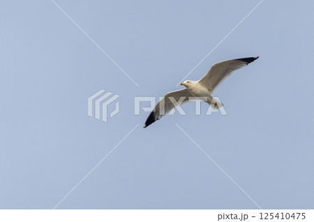Seagull flying with blue sky background. sky and bird bottom up view landscape Seagull flying with blue sky background. sky and bird bottom up view landscape 125410475