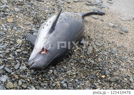 Dead young dolphin on the sea shore ecological catastrophe 125410478