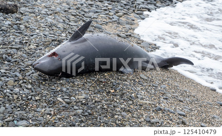 Dead young dolphin on the sea shore ecological catastrophe 125410479