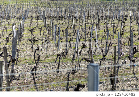 Rows of vineyards in early spring in Kuban 125410482