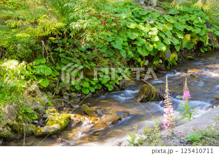 landscape with brook in the forest. green environment. stones in the creek. trees on the shore. sunny weather in summer. wild stream 125410711
