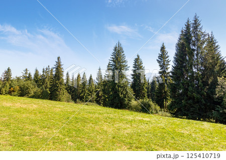 landscape with forest behind the meadow. sunny day. nature background with blue sky and tatra mountains of poland. zakopane alpine woodland 125410719