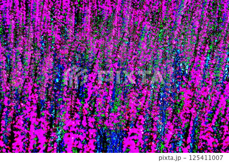 Salvia officinalis blooms along the park paths. Common sage. Loose loosestrife. Changed color scheme Salvia officinalis blooms along the park paths. Common sage. Loose loosestrife. Changed color scheme 125411007