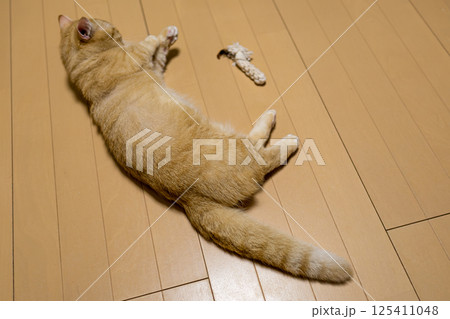 お気に入りのおもちゃと一緒に眠る可愛い猫 お気に入りのおもちゃと一緒に眠る可愛い猫 125411048