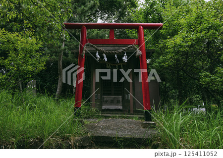 緑に包まれた森山神社の鳥居　葉山町 125411052