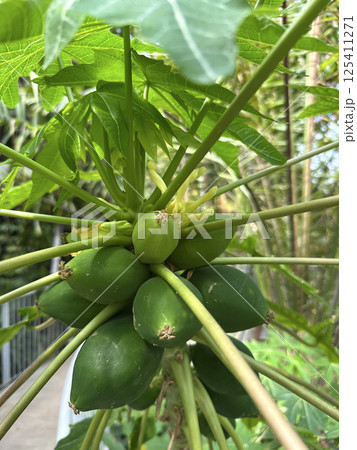 Fruits and flowers of papaya, papaw, or pawpaw (lat.- Carica papaya) 125411271